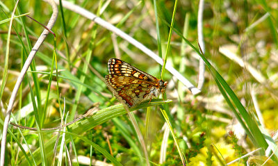 MARSH FRITILLARY ( Euphydryas aurinia ) , KNOWSTONE MOOR , DEVON , 7 , 6 , 2015