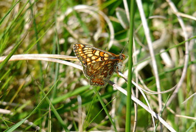 MARSH FRITILLARY . KNOWSTONE MOOR , DEVON , 7 , 6 , 2015