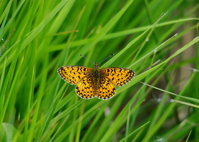  SMALL PEARL-BORDERED FRATILLARY ( Baloria selene ) . KNOWSTONE MOOR . DEVON . 7 . 6 . 2015