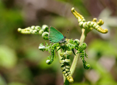 GREEN HAIRSTREAK ( Callophrys rubi ) ( Male ) . LYMPSTONE COMMON . DEVON . 8 . 6 . 2015