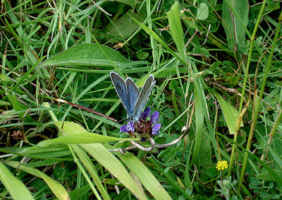 LARGE BLUE ( Maculinea arion ) . COLLARD HILL . SOMERSET . 19 . 6 . 2009