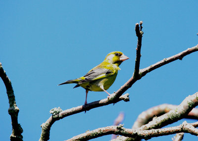 GREENFINCH . CHURCH NORTON . SUSSEX . 11 . 6 . 2015