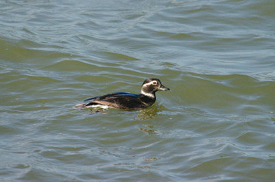 LONG-TAILED DUCK ( Female ) . THE EXE ESTUARY . DEVON . ENGLAND . 19 . 6 . 2015