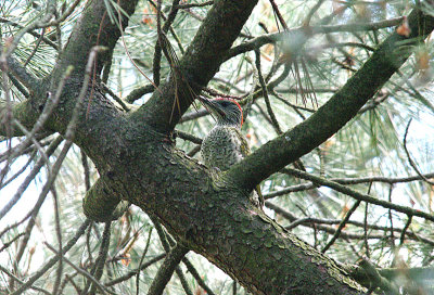GREEN WOODPECKER ( Picus viridis ) (Juvenile ) . LYMPSTONE COMMON . DEVON . 23 . 6 . 2015.JPG