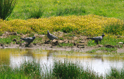 STOCK DOVE . BOWLING GREEN MARSH . TOPSHAM . DEVON . 25 . 6 . 2015.JPG