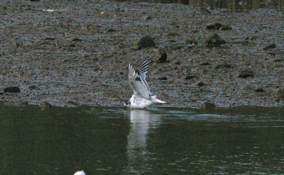 LITTLE GULL . THE RECREATION GROUND . TOPSHAM . DEVON . 29 / 6 / 2015