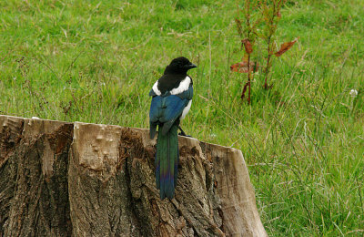 MAGPIE , BOWLING GREEN MARSH , TOPSHAM , DEVON , ENGLAND . 8 , 7 , 2015