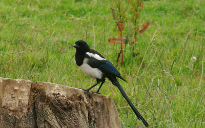 MAGPIE . BOWLING GREEN MARSH . TOPSHAM . DEVON . ENGLAND . 8 . 7 . 2015