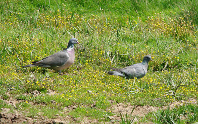 WOOD PIGEON & STOCK DOVE . BOWLING GREEN MARSH . TOPSHAM . DEVON . 10 / 7 / 2015