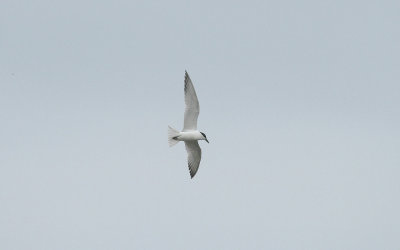 GULL-BILLED TERN , THE RIVER TEIGN , THE PASSAGE HOUSE INN , DEVON , 13 , 7 , 2015