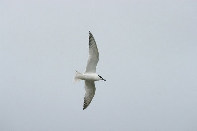 GULL-BILLED TERN ( Gelochelidon nilotica ) , THE RIVER TEIGN , THE PASSAGE HOUSE INN , DEVON , 13 , 7 , 2015
