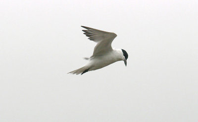 GULL-BILLED TERN ( Gelochelidon nilotica ) . THE RIVER TEIGN . THE PASSAGE HOUSE INN . DEVON . 13 . 7 . 2015