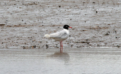 MEDITERRANEAN GULL ( Larus melanocephalus ) . THE TOPSHAM RECREATION GROUND . DEVON . 14 . 7 . 2015