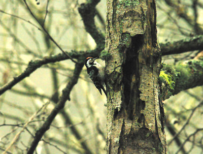 LESSER SPOTTED WOODPECKER . STEPS BRIDGE . DEVON . ENGLAND . 19 . 3 . 2015