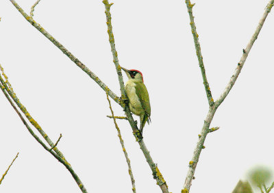 GREEN WOODPECKER . TOPSHAM . DEVON . 26 . 10 . 2014