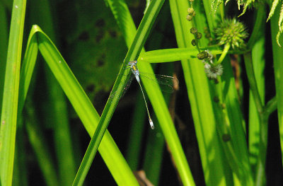 EMERALD DAMSELFLY ( Lestes sponsa ) . AYLESBEARE COMMON . DEVON . 19 . 7 . 2015