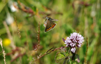 BROWN ARGUS ( Aricia agentis ) , DAWLISH WARREN , DEVON , 21 , 7 , 2015