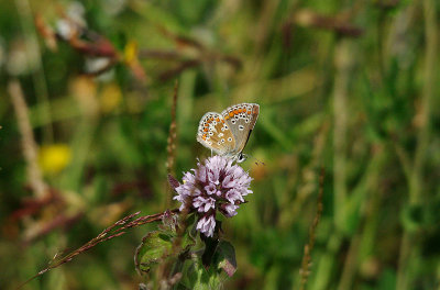 BROWN ARGUS ( Aricia agestis ) . DAWLISH WARREN . DEVON . 21 . 7 . 2015