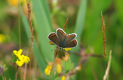 BROWN ARGUS ( Aricia agestis ) . DAWLISH WARREN . DEVON . 21 . 7 . 2015