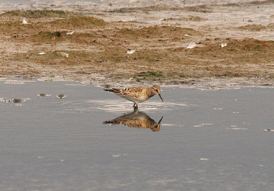 BAIRD`S SANDPIPER , BLACKHOLE MARSH , TOPSHAM , DEVON , 15 , 8 , 2015