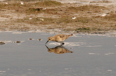 BAIRD`S SANDPIPER . BLACKHOLE MARSH . SEATON . DEVON . 15 . 8 . 2015 