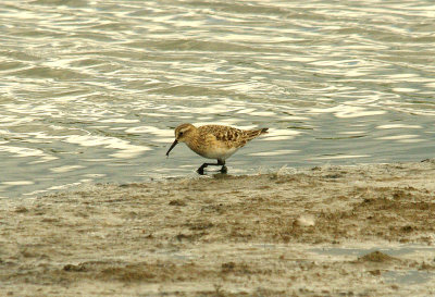 BAIRD`S SANDPIPER . BLACKHOLE MARSH . SEATON . DEVON . 15 . 8 . 2015