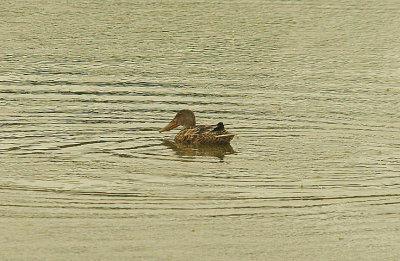 SHOVELER ( Female ) . BOWLING GREEN MARSH . TOPSHAM . DEVON . ENGLAND . 30 . 8 . 2015