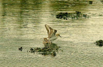 LITTLE STINT . BLACKHOLE MARSH . SEATON . DEVON . 31 . 8 . 2015