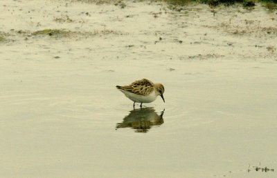 LITTLE STINT . BLACKHOLE MARSH . SEATON . DEVON . 31 . 8 . 2015