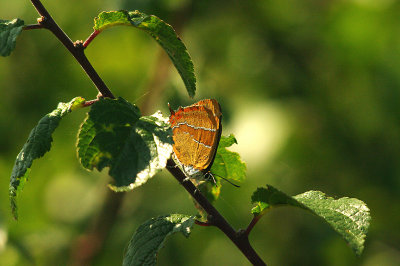 BROWN HAIRSTREAK ( Thecia betulae ) . PRESTON DOWNS . TORBAY . DEVON . 7 . 9 . 2015