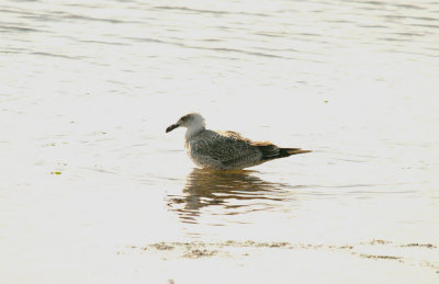 CASPIAN GULL ( Larus cachinnans ) ( 1st Winter ) , THE EXE ESTUARY , MUDBANK LANE , EXMOUTH , DEVON , 8 , 9 , 2015