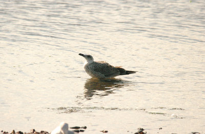 CASPIAN GULL ( Larus cachinnans ) ( 1st Winter ) . THE EXE ESTUARY . MUDBANK LANE . EXMOUTH . DEVON . 8 . 9 . 2015