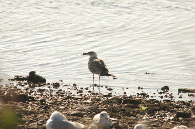 CASPIAN GULL ( Larus cachinnans ) ( 1st Winter ) . THE EXE ESTUARY . MUDBANK LANE . EXMOUTH . DEVON . 8 . 9 . 2015