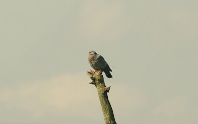 STOCK DOVE . BOWLING GREEN MARSH . TOPSHAM . DEVON . 10 . 9 . 2015