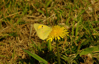 CLOUDED YELLOW ( Colias crocea ) . TREMLETT`S MARSH . TOPSHAM . DEVON . 10 . 9 . 2015