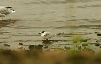 COMMON TERN ( Juvenile ) . MUDBANK LANE . EXMOUTH . DEVON . 11 . 9 . 2015