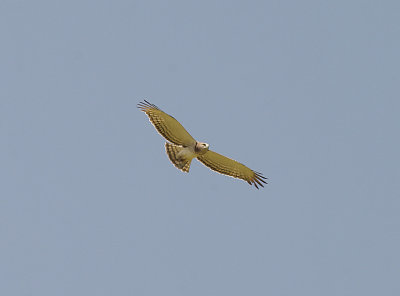 Short-Toed Eagle . Circaetus gallicus