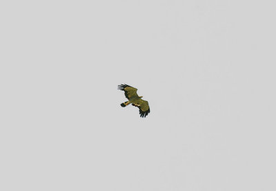 African Harrier Hawk - Polyboroides typus