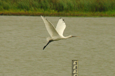 SPOONBILL , BOWLING GREEN MARSH , TOPSHAM , DEVON , 14 , 9 , 2015
