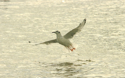 BONAPARTE`S GULL , DAWLISH WARREN , DEVON , 18 , 9 , 2015