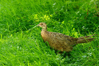 COMMON PHEASANT ( Phasianus colchicus ) . POWDERHAM MARSH . DEVON . 23 . 9 . 2015