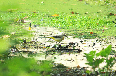 GREY WAGTAIL . BOWLING GREEN MARSH . TOPSHAM . DEVON . 24 . 9 . 2015