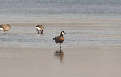 RIDGWAY`S CACKLING GOOSE , THE EXE ESTUARY , EXMOUTH , DEVON , ENGLAND . 28 , 9 , 2015