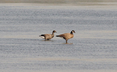 RIDGWAY`S CACKLING GOOSE , THE EXE ESTUARY , EXMOUTH , DEVON , ENGLAND . 28 , 9 , 2015