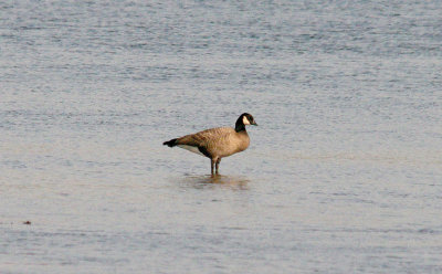 RIDGWAY`S CACKLING GOOSE . THE EXE ESTUARY . EXMOUTH . DEVON . ENGLAND . 28 . 9 . 2015