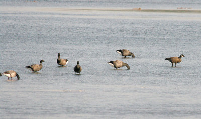 RIDGWAY`S CACKLING GOOSE . THE EXE ESTUARY . EXMOUTH . DEVON . ENGLAND . 28 . 9 . 2015
