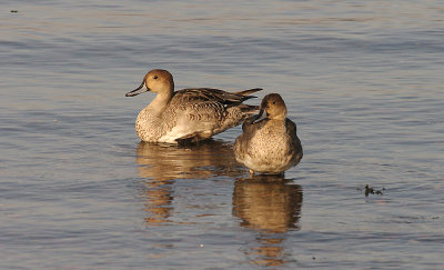 NORTHERN PINTAIL . THE EXE ESTUARY . MUDBANK LANE . EXMOUTH . DEVON . ENGLAND . 28 . 9 . 2015
