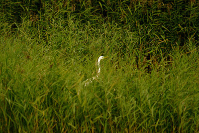 GREAT WHITE EGRET , MEARE HEATH HIDE , SOMERSET , ENGLAND . 8 , 10 , 2013
