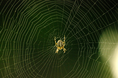 GARDEN CROSS SPIDER ( Araneus diadematus ) , TOPSHAM CEMETERY GROUNDS , DEVON , 9 , 10 , 2015