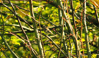 LESSER REDPOLL . BOWLING GREEN MARSH . TOPSHAM . DEVON . 12 . 10 . 2015